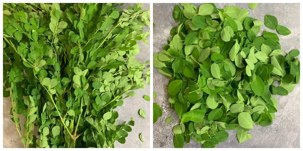 drumstick leaves with stems and just leaves collage
