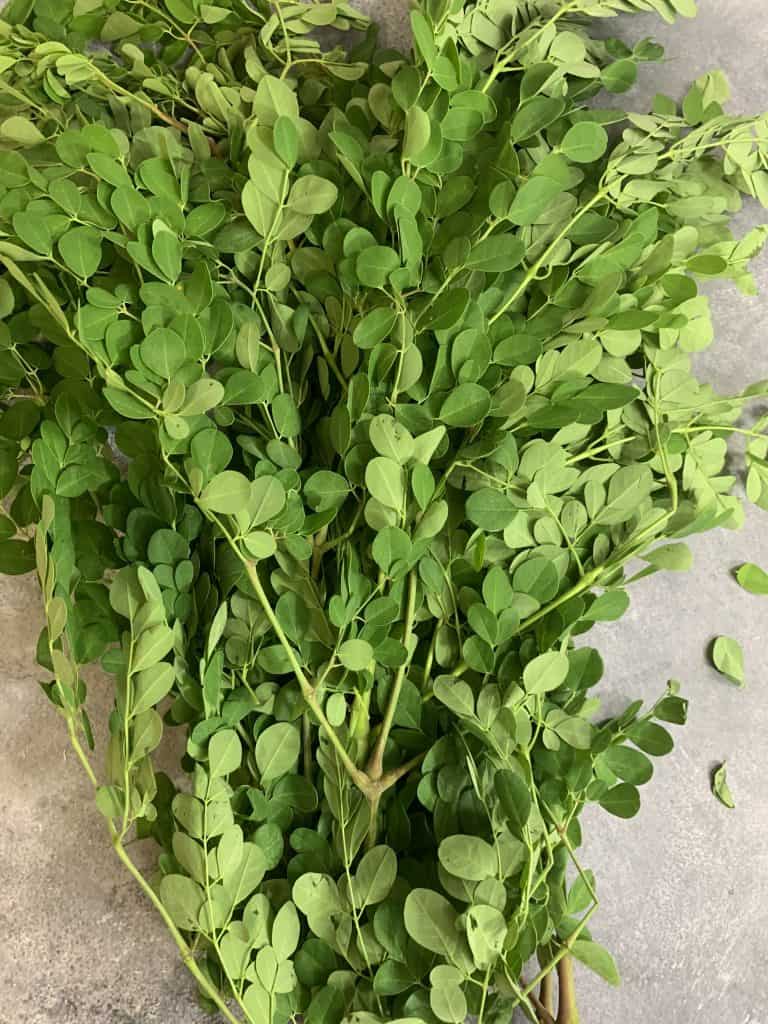 moringa/drumstick leaves with stems