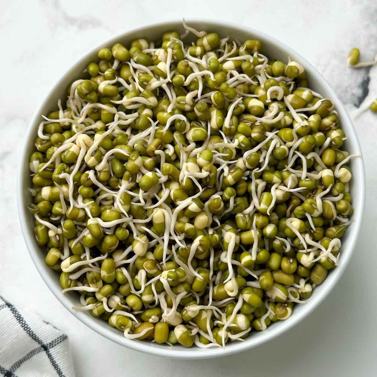 mung sprouts in a bowl