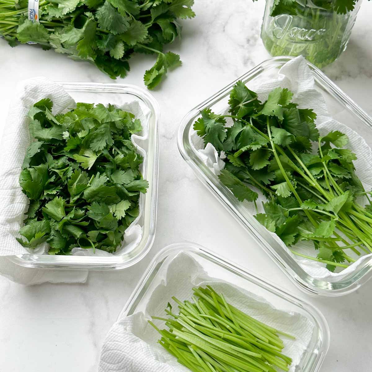 Coriander leaves top storage box