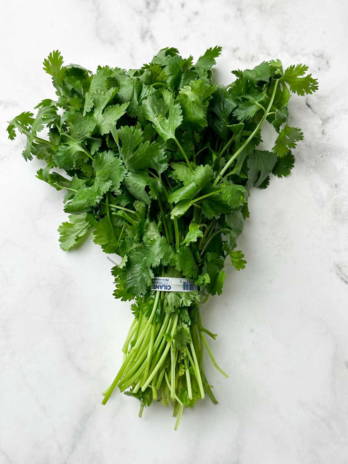 a bunch of cilantro (coriander leaves)