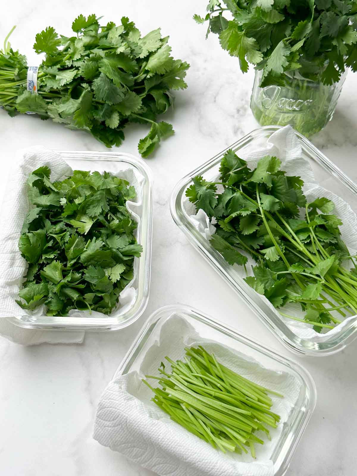cilantro leaves chopped and stored in glass containers