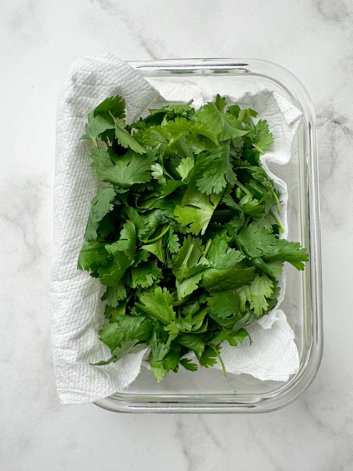roughly chopped cilantro stored in a glass container under the paper towel