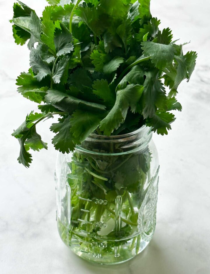 cilantro in a mason jar filled with water