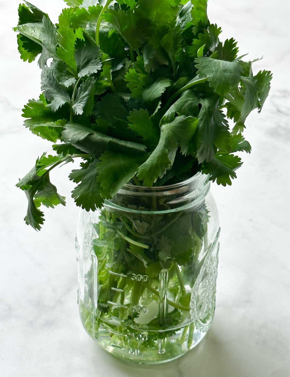 How to Store Cilantro (Buy, Clean, Cut, & Use) Indian Veggie Delight